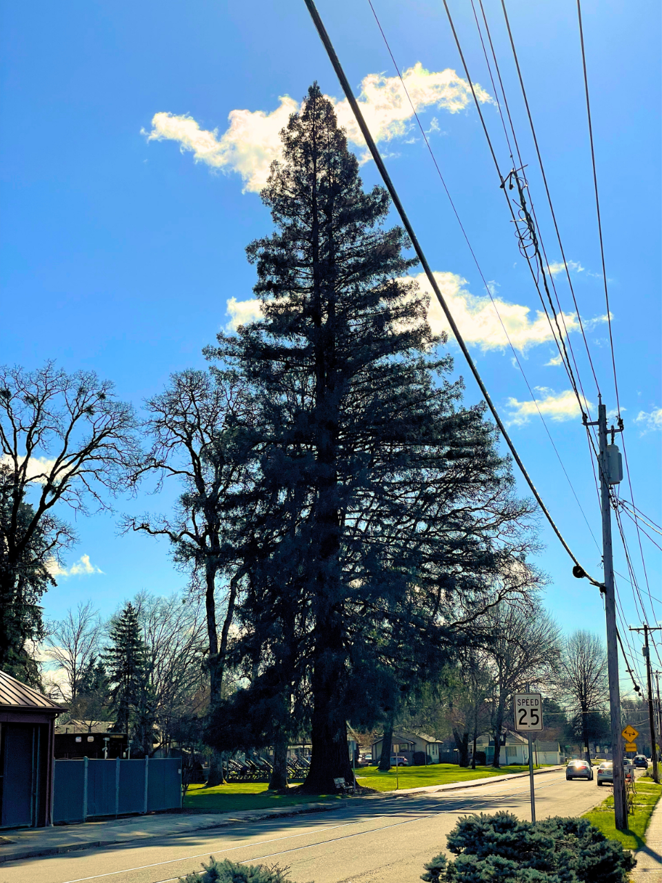Memorial Park Tree Removal Delayed Until April