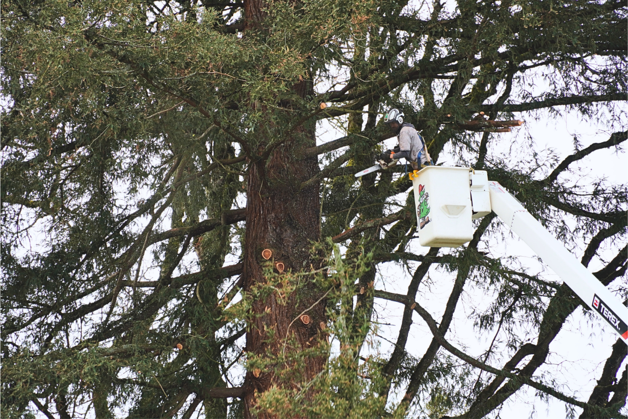 Memorial Park Redwood Removed, Lumber Preserved