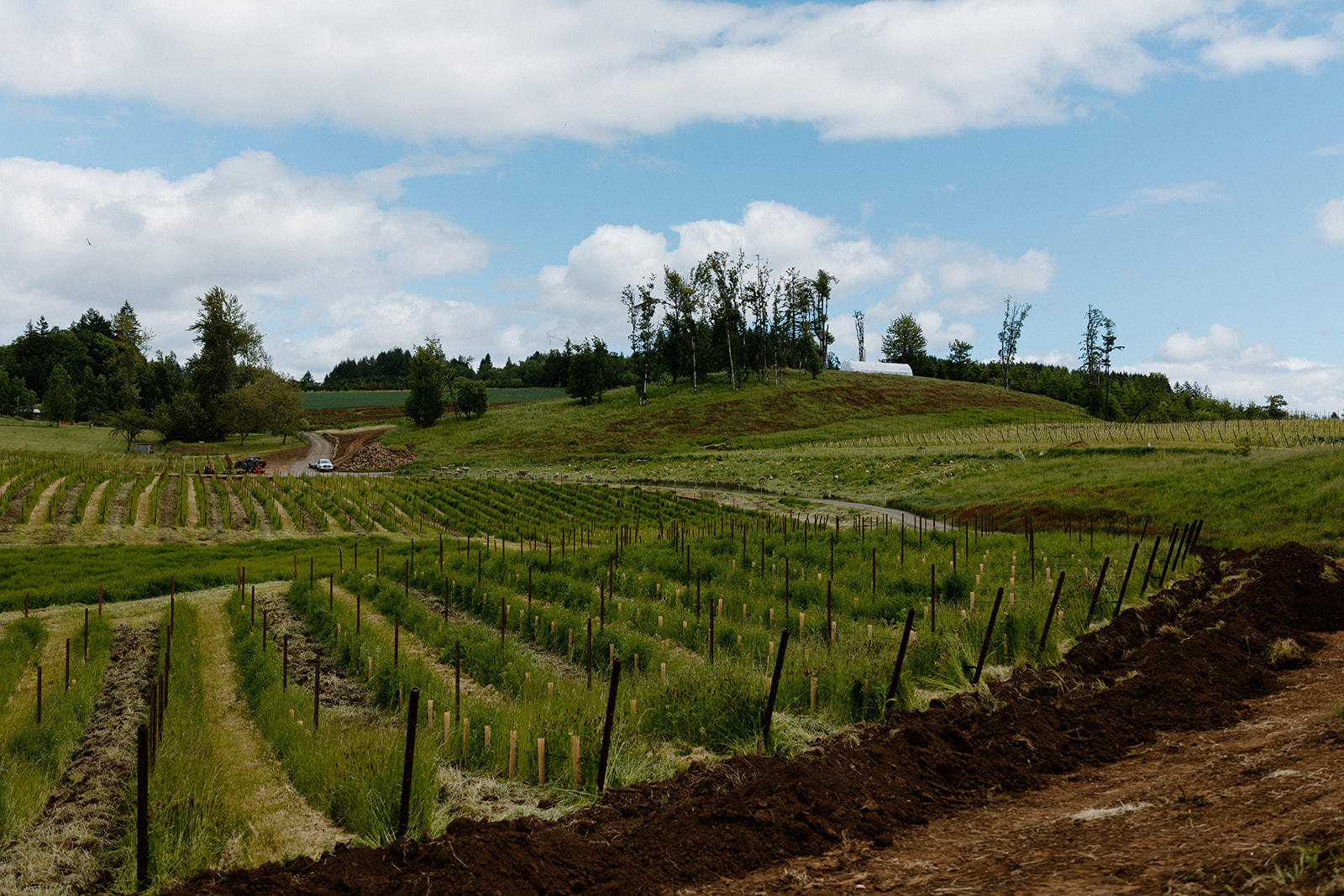 Photo of Corollary Wines vineyard in Amity, Ore. (Danielle Comer / Newsberg)