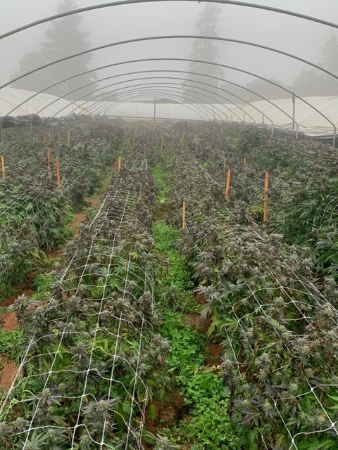 Yamhill County Sheriff’s Office Busts Illegal Marijuana Operation