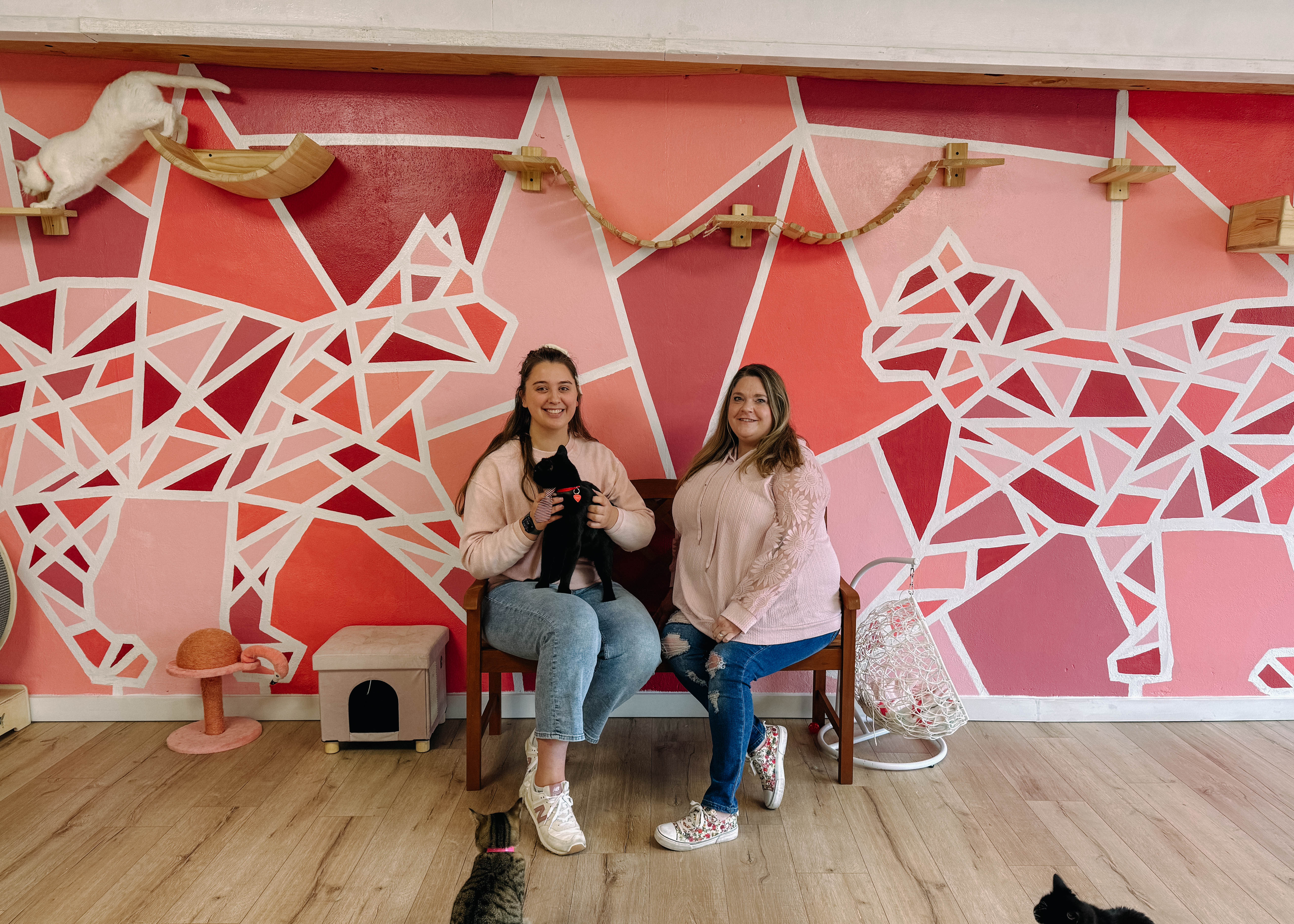 ARK Pet Rescue Solidifies Community Presence with Cat Room, Pet Grooming