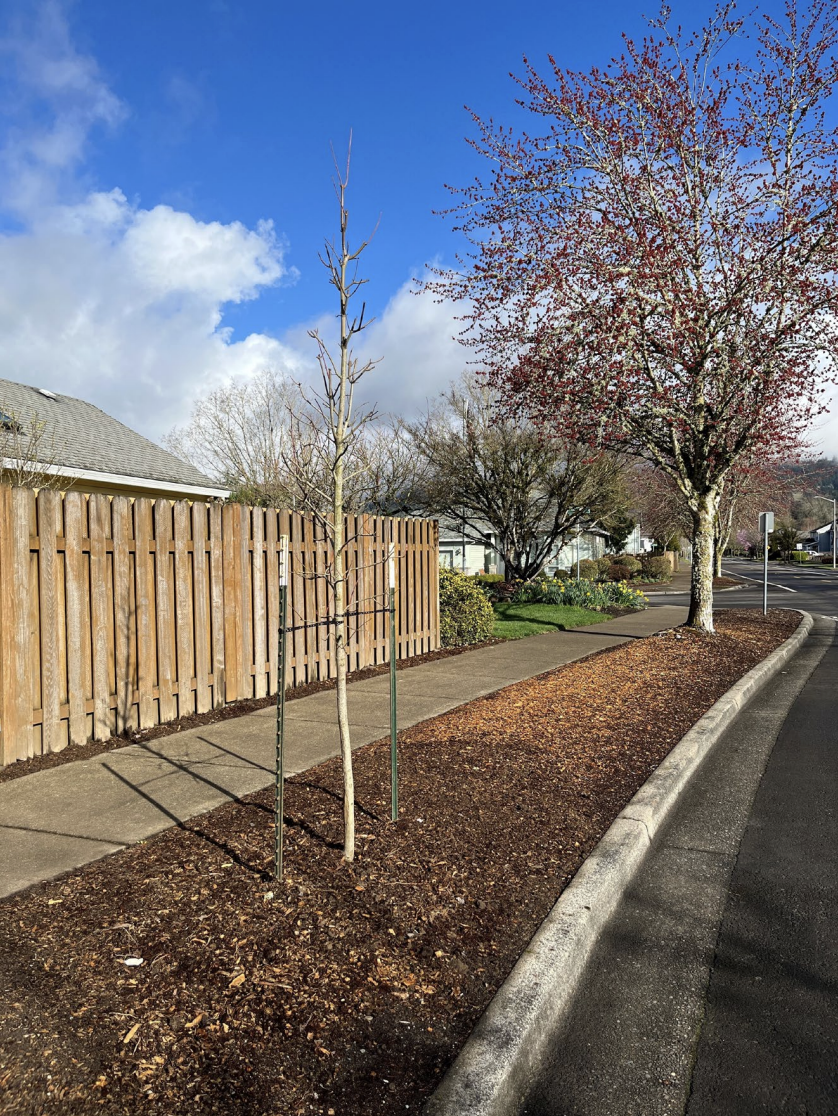 Newberg Approves Updated Street Tree List