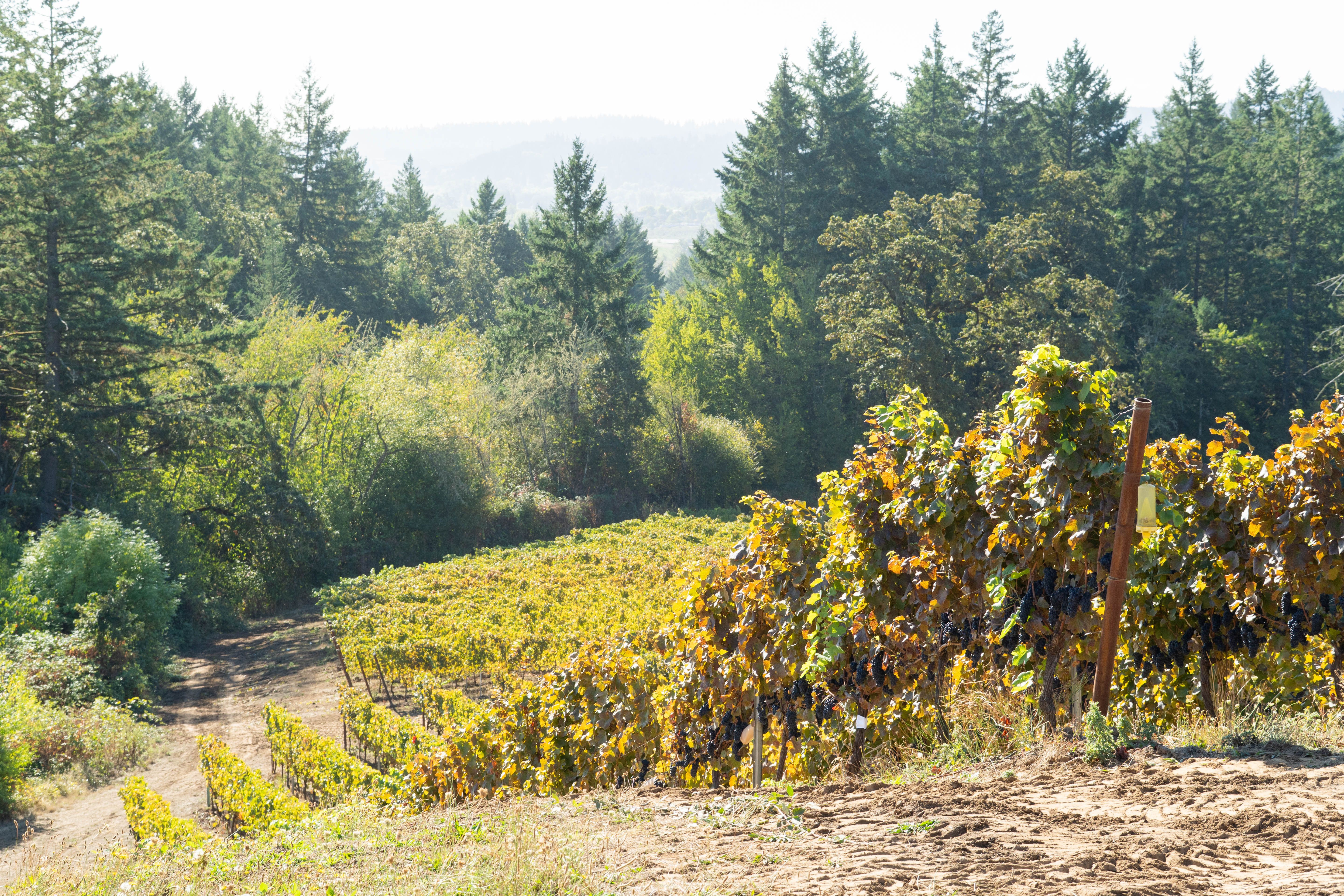Climate Shifts Could Reshape Oregon’s Pinot Noir Industry