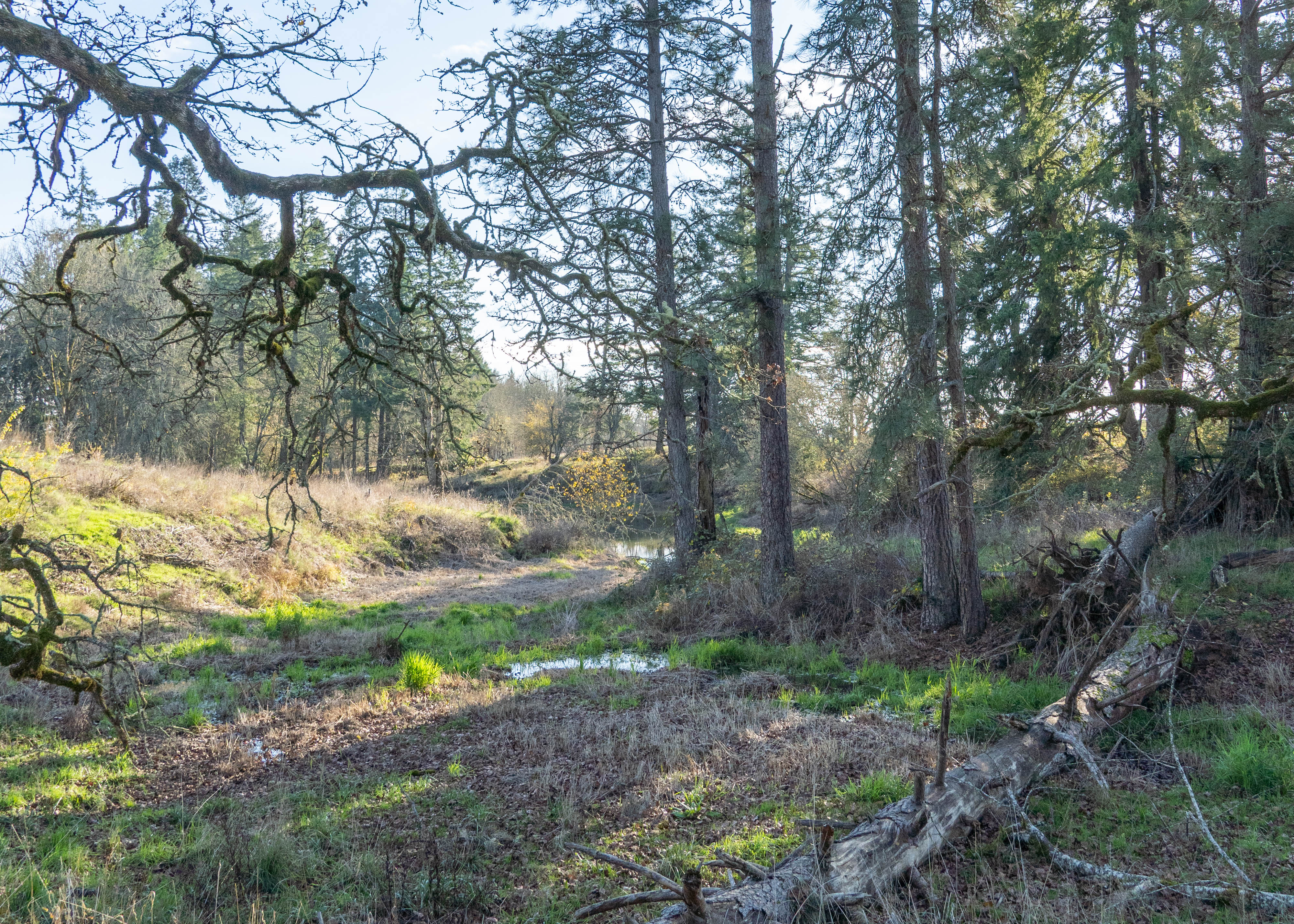 The Hess Creek Preserve aims to restore and protect 52 acres of wildland in Newberg for the public's enjoyment. (Branden Andersen / Newsberg)
