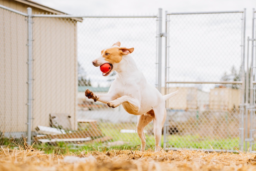 Romeo, Newberg Animal Shelter's adoptable pet of the month. (Photo Newberg Animal Shelter)