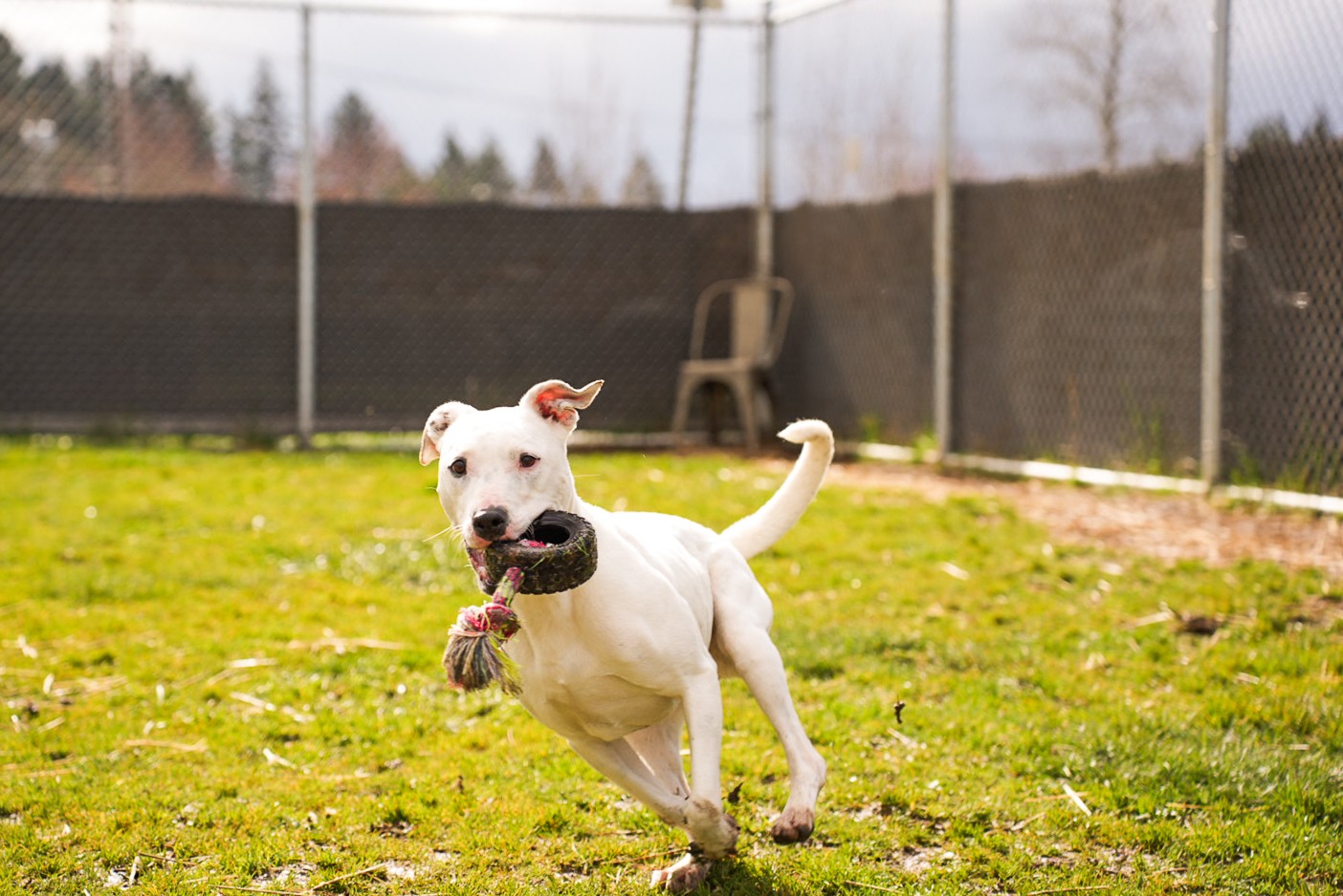 Ghost, the Pit Bull Dalmatian mix, is looking for a relaxing home to be herself. (Photo: Newberg Animal Shelter)