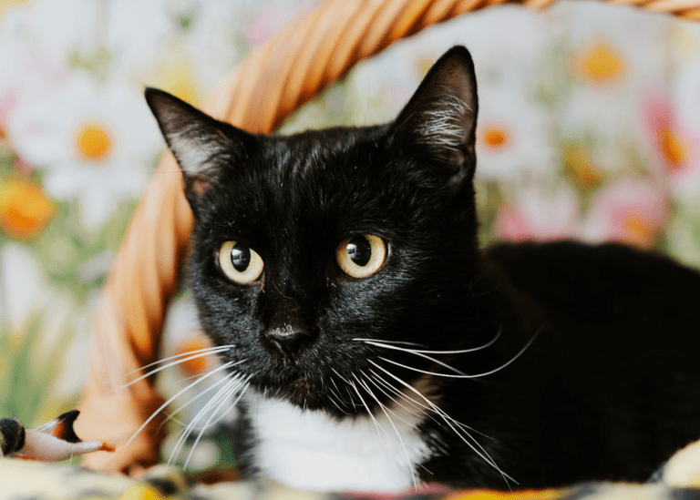 Pet of the Month: Sparky